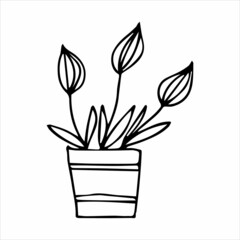 Hand drawn indoor plant in a pot, doodle design. Home plants. Illustration for print, web, mobile and infographics.