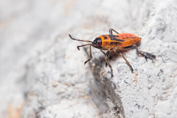 Nymph of Pyrrhocoris apterus posed on a rock on a sunny day. High quality photo