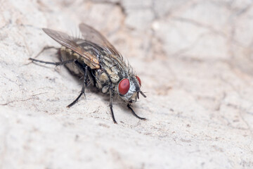 Common flesh fly, Sarcophaga sp., posed on a rock under the sun. High quality photo