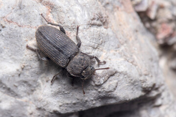 Scleron armatum beetle walking on a rock on a sunny day. High quality photo