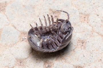 Roly poly bug, Armadillidium vulgare, trying to get on his feet again. High quality photo