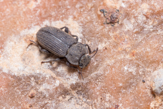 Terbernite Insect รูปภาพTenebrionidae – เลือกดูภาพถ่ายสต็อก เวกเตอร์ และวิดีโอ2,912 ...