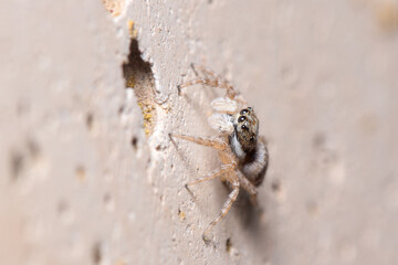 Female Menemerus semilimbatus spider staring from a concrete wall. High quality photo