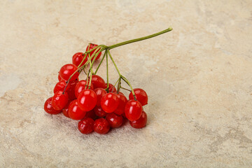 Red tasty and juicy Viburnum berries
