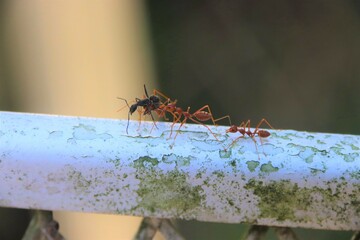 Ants interacting in nature park, Singapore, Asia.