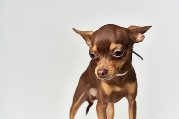 chihuahua mammals friend of human light background