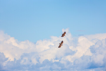 Two White-tailed eagles flying on the sky