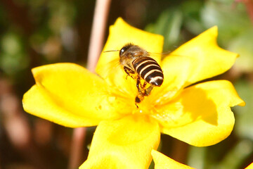 Bees are insects with wings closely related to wasps and ants, known for their role in pollination and, in the case of the best-known bee species, the western honey bee, for producing honey.