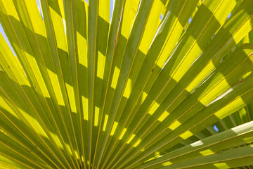 Close up view of palm fronds with shadow 