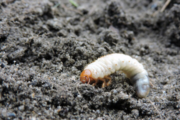 A close-up of a white fat grub with an orange head and six orange legs dug out from the ground