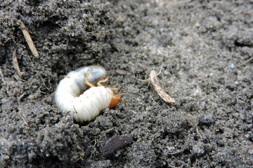 A close-up of a white fat grub with an orange head and six orange legs dug out from the ground