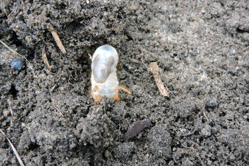 A close-up of a white fat grub with an orange head and six orange legs dug out from the ground