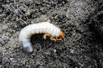 A close-up of a white fat grub with an orange head and six orange legs dug out from the ground