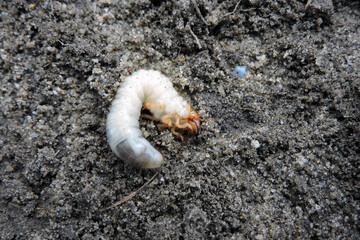 A close-up of a white fat grub with an orange head and six orange legs dug out from the ground