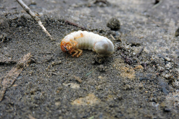 A close-up of a white fat grub with an orange head and six orange legs dug out from the ground
