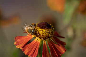 Honey bee on the side of a red and orange cone flower sucking nectar in beautiful light
