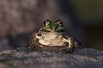 Close up front view of a green frog head in side light with selective focus on the eyes