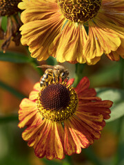 Honey bee on a red and orange cone flower seen from the top sucking nectar