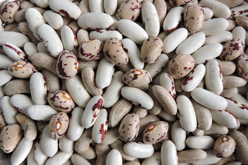 Colourful beans infested and destroyed by weevils, beans with round circles under skin