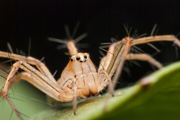Spider