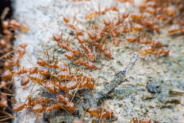 Red Ant drinking
