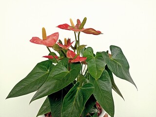 Flamingo flower or Boy flower on the white  background