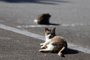 駐車場でリラックスする猫達。