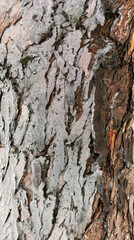 ice on tree bark, abstract texture of thin ice and wood