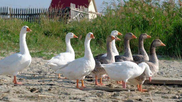 Group of white and gray geese in a meadow on summer day in village . Domestic geese walking in a flock in a meadow. Close up shot. Concept of animal husbandry