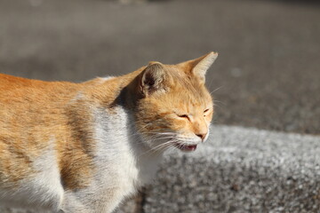 ニッコリ微笑んで笑う猫。