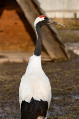 Japanese crane in the zoo, a bird in captivity, a colorful bird.