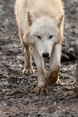 Obraz na płótnie Canvas Animal life in a zoo, white and predatory wolves.