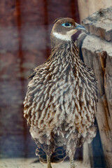 Quail, a bird in a cage, a family of pheasants.