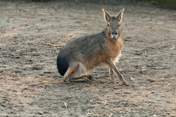 Dolichotis patagonum in the zoo, an animal of the genus Rodent.