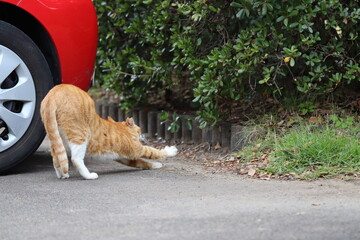 駐車場でのびのびする野良猫。