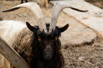 Welsh goat with large and sharp horns, a zoo with unusual animals.