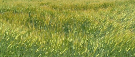 green wheat field  in japan