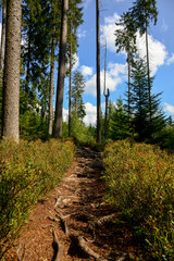 Herbstwald