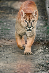 Cougar, a beautiful predator and a resident of the zoo, a dangerous animal.