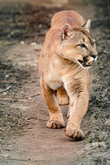 Cougar, a beautiful predator and a resident of the zoo, a dangerous animal.