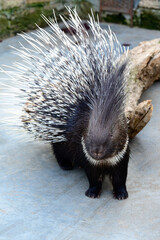 porcupine prickly animal with needles on its back, a resident of the zoo.
