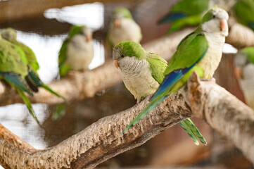 monk parrot in zoo cages, colorful and funny birds, heat-loving birds.