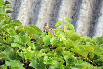 A moulting young brown, black and white starling sitting on a branch of a vine, a roof made of asbestos-cement sheets in the background - obrazy, fototapety, plakaty