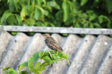 A moulting young brown, black and white starling sitting on a branch of a grapevine, a roof made of asbestos-cement sheets in the background