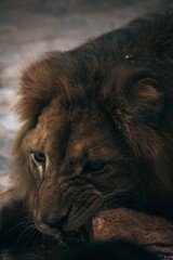 lion cub sleeping
