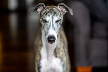 Selective focus shot of an adorable whippet dog
