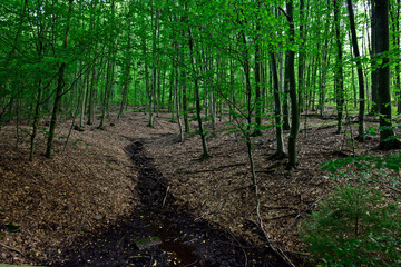 Obraz premium Quellbach in einem Buchen-Wald - Velbert, NRW, Deutschland // mixed deciduous forest - Germany