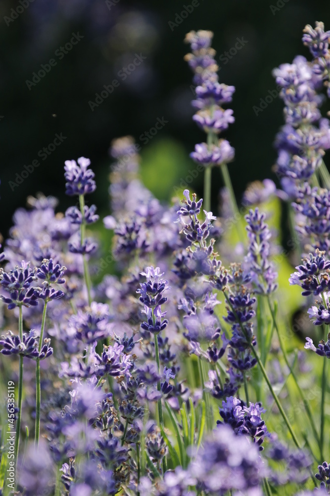 Canvas Prints lavender