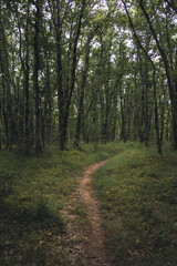 chemin foret