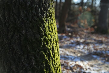 forest winter moss